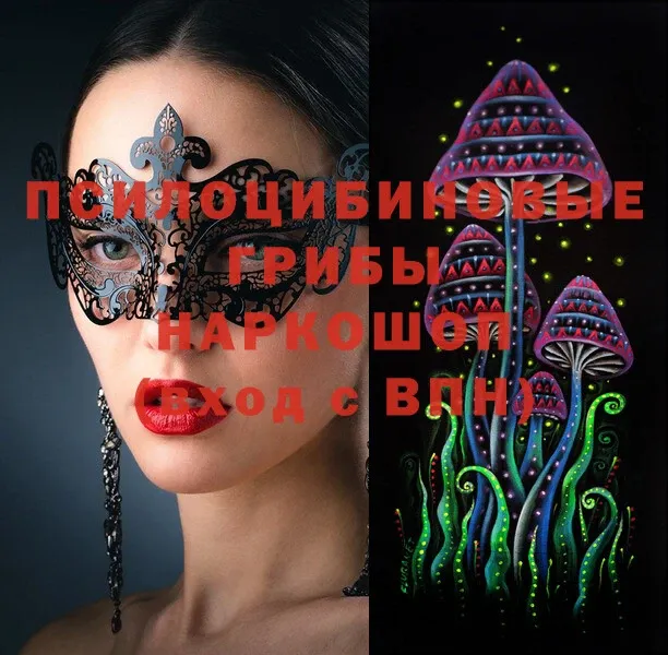 Псилоцибиновые грибы Psilocybine cubensis  Краснообск 